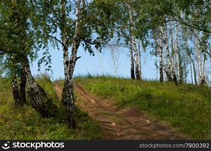 birch trees grow on top of the hill. landscape