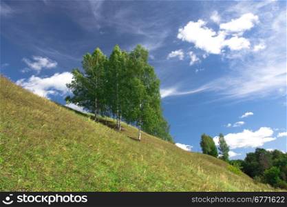Birch trees growing on a hill near the village. Russia, Yaroslavl