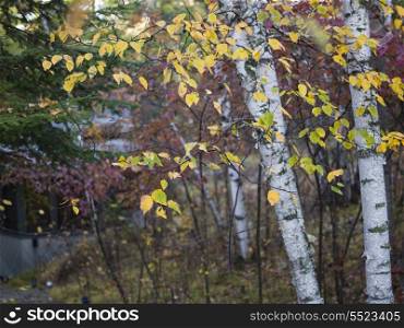 Birch trees in a forest, Kenora, Lake of The Woods, Ontario, Canada