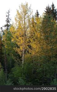 Birch trees in a forest, Northern Alberta, Alberta, Canada