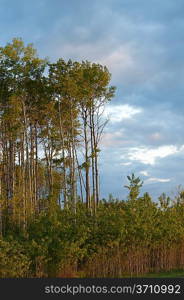 Birch trees in a forest, Northern Alberta, Alberta, Canada