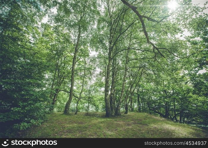 Birch trees in a forest with bright sunlight