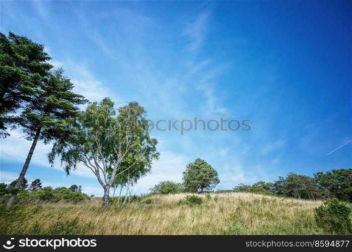 Birch trees in a rural summer landscape on a meadow under a blue sky