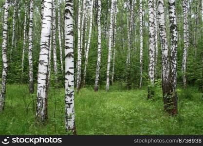 birch trees in a summer forest