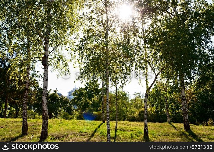 Birch trees in a summer forest under bright sun
