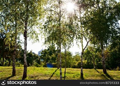 Birch trees in a summer forest under bright sun