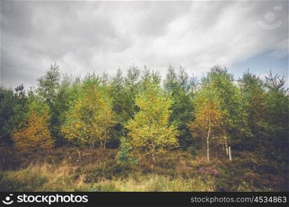 Birch trees in autumn colors in dark cloudy weather