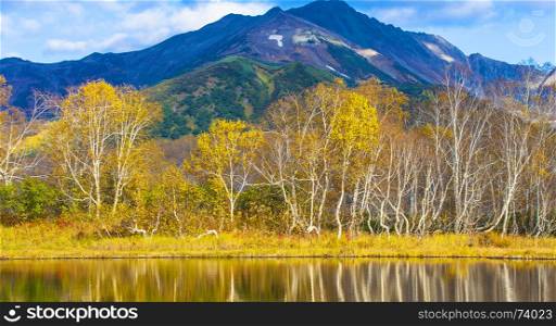 birch trees in autumn reflecting in the lake on the background of the volcano