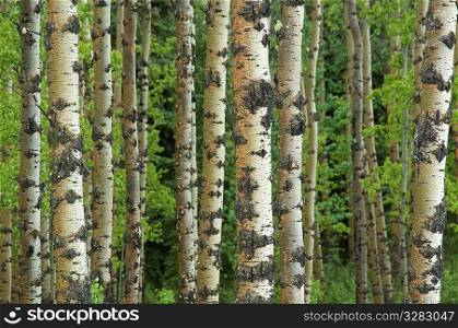 Birch trees in forest.
