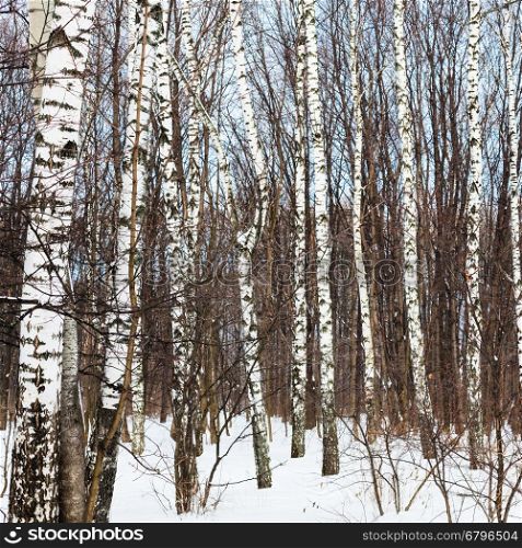 birch trees in forest in cold winter day