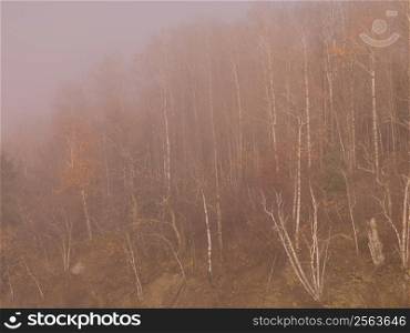 Birch trees in mist