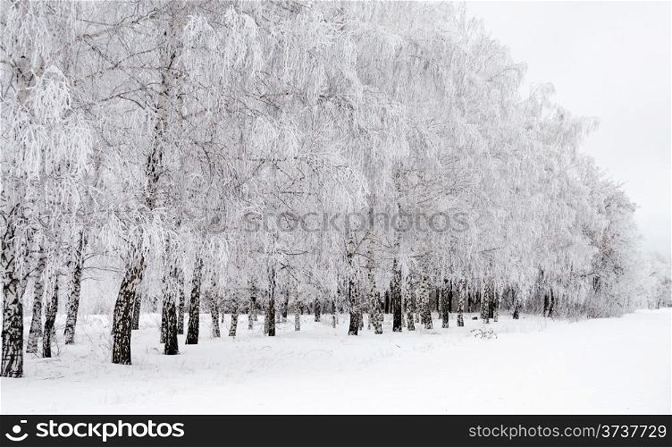 Birch trees in snow-covered winter wood