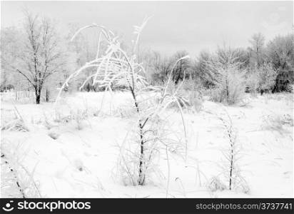 Birch trees in snow-covered winter wood