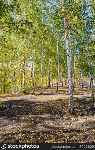 Birch trees in the autumn forest