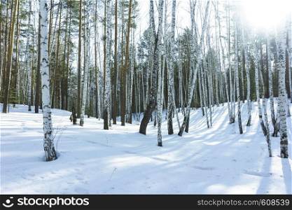 Birch Trees in the Nature in Winter Landscape, Sunburst Sunny Day in Winter Park Against the Background of Floating on the Blue Sky Cumulus Clouds Bright, Jolly Sunny Winter Day, Silver Grove