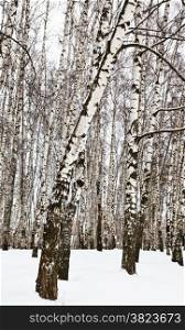birch trees in urban park in winter