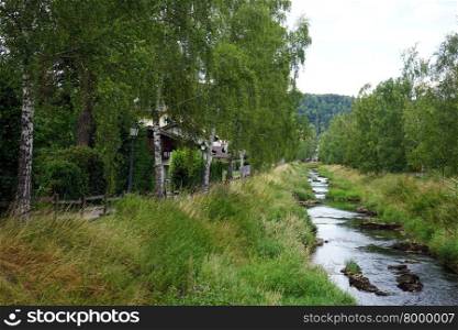 Birch trees near the river with green grass