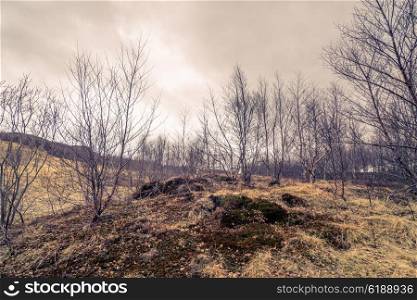 Birch trees on a meadow in cloudy weather