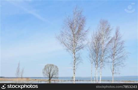 Birch trees on coast river