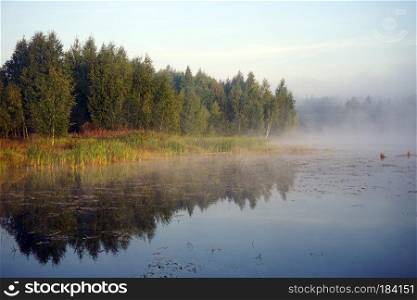 Birch trees on the morning lake in Moscow region, Russia