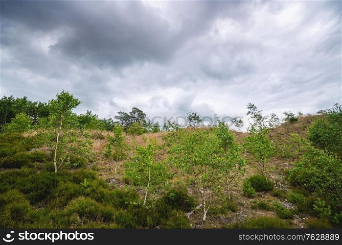 Birch trees with fresh green leaves on plains in wilderness with dark clouds above