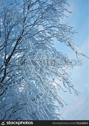 Birch trees with hoarfrost on the branches . closeup