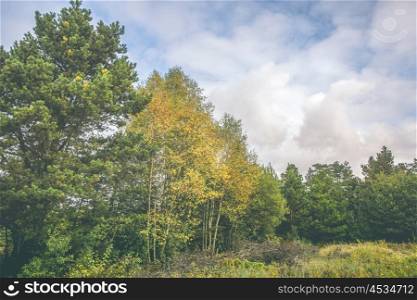 Birch trees with yellow leaves in a rural landscape in the fall