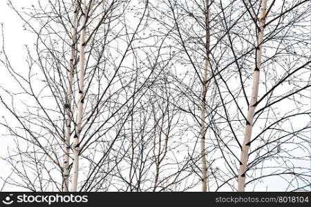 birch trees without leaves isolated on white background