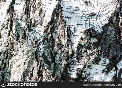 Birch trunk, tree bark as background