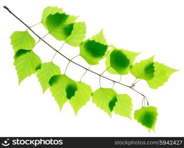 Birch twig with green leaves isolated