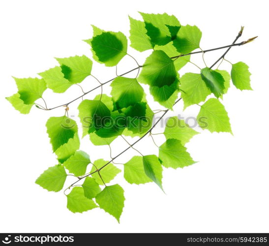 Birch twigs with green leaves isolated