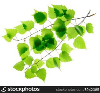 Birch twigs with green leaves isolated