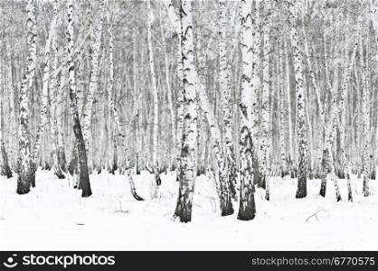 birch winter forest
