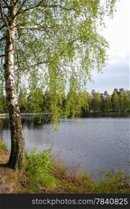 Birch with fresh green leaves by seaside at springtime