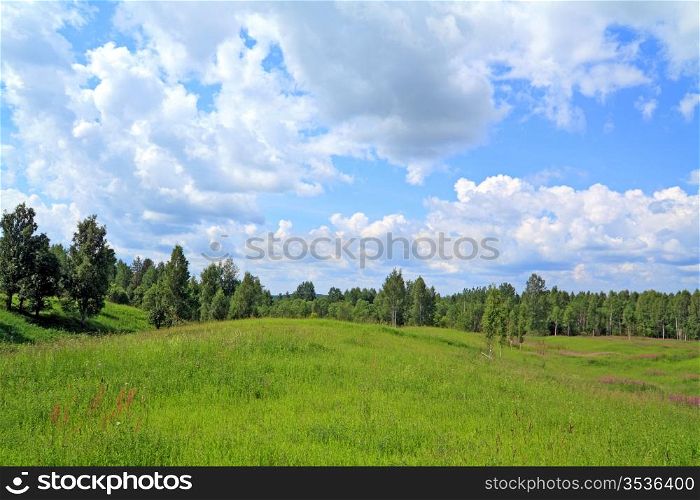 birch wood near green field
