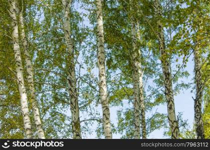 birches