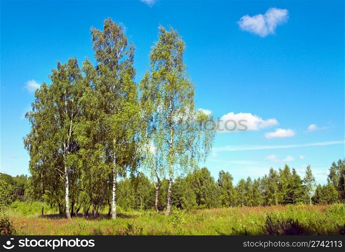 Birches in summer forest on sky background
