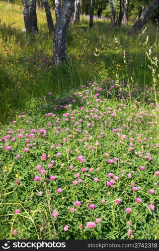 Birches in summer forest with flowers below.