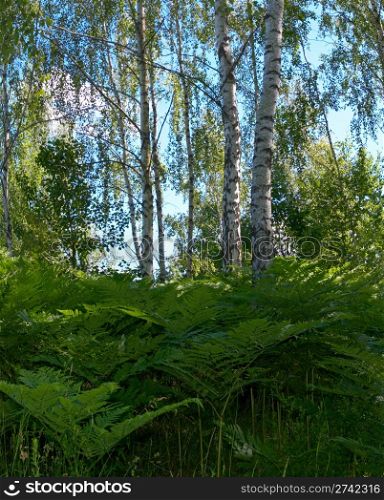 Birches in summer forest with pteridophyte below. Two shots composite picture.