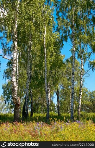 Birches in summer forest with tall grasses below.
