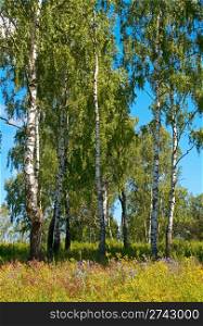 Birches in summer forest with tall grasses below.