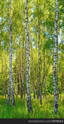 Birches in summer forest with tall grasses below.