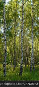 Birches in summer forest with tall grasses below. Two shots composite picture.
