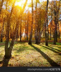 Birches in the autumn park at sunlight