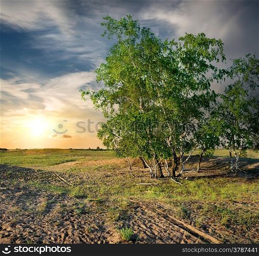 Birches in the desert against the evening sky