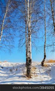 Birches on the background of snow, blue sky and yellow dry grass