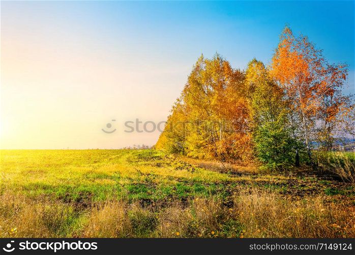 Birches with orange leaves in autumn field at sunrise. Birches in autumn field