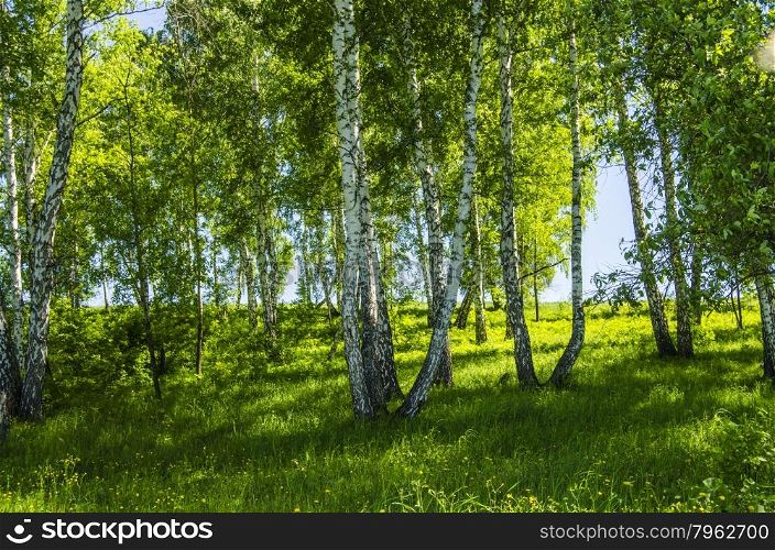 birchwood,birches,summer