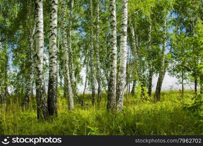 birchwood,birches,summer