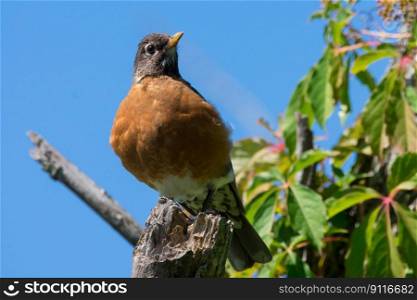 bird american robin ornithology